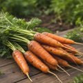 Carottes fraîches