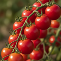 Tomates cerises fraîches